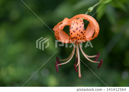 Oni lily Oni lily 141412564
