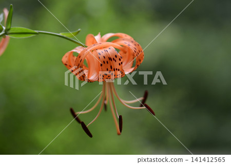 Oni lily Oni lily 141412565