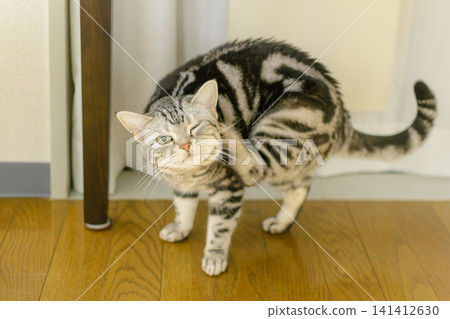 An American Shorthair cat winks while lifting its hind leg and scratching behind its ear. An American Shorthair cat winks while lifting its hind leg and scratching behind its ear. 141412630