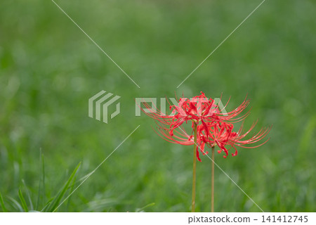 Cluster amaryllis Cluster amaryllis 141412745