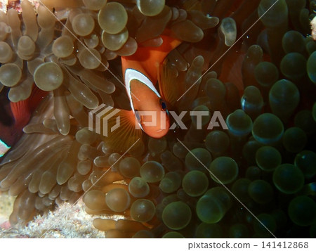 Clownfish hiding in anemones in Cebu Clownfish hiding in anemones in Cebu 141412868