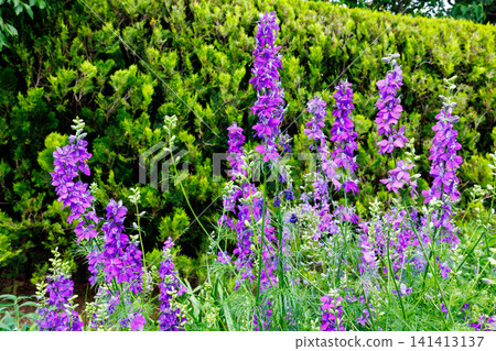 The beautiful flowers of the larkspur bloom in the early summer garden. The beautiful flowers of the larkspur bloom in the early summer garden. 141413137