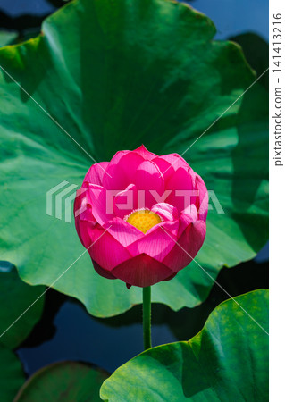 Beautiful pink lotus flower buds blooming in the pond Beautiful pink lotus flower buds blooming in the pond 141413216