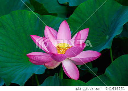 夏日清晨，池塘裡盛開著美麗的粉紅色蓮花的特寫 141413251
