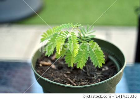 Young albizia (Albizia julibrissin) seedling growing in a green plastic pot outdoors. Fresh green foliage and healthy new growth symbolize gardening, tree cultivation, sustainability, and nature. Young albizia (Albizia julibrissin) seedling growing in a green plastic pot outdoors. Fresh green foliage and healthy new growth symbolize gardening, tree cultivation, sustainability, and nature. 141413336