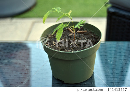 Young albizia (Albizia julibrissin) seedling growing in a green plastic pot outdoors. Fresh green foliage and healthy new growth symbolize gardening, tree cultivation, sustainability, and nature. Young albizia (Albizia julibrissin) seedling growing in a green plastic pot outdoors. Fresh green foliage and healthy new growth symbolize gardening, tree cultivation, sustainability, and nature. 141413337