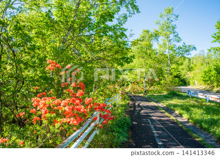 Norikura Plateau: Cycling course with blooming rhododendrons and lush green scenery (Matsumoto City, Nagano Prefecture) Norikura Plateau: Cycling course with blooming rhododendrons and lush green scenery (Matsumoto City, Nagano Prefecture) 141413346
