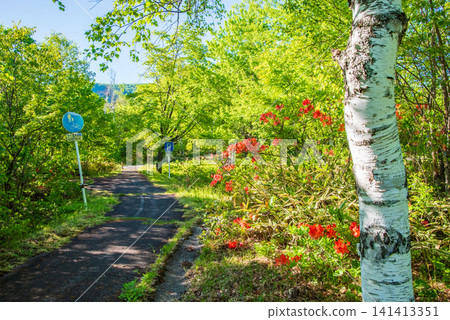 乘鞍高原：杜鵑花盛開、綠意盎然的自行車道（長野縣松本市） 141413351