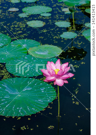 Beautiful lotus flowers blooming in a pond in the early morning Beautiful lotus flowers blooming in a pond in the early morning 141413415
