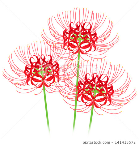 Illustration of red amaryllis Illustration of red amaryllis 141413572