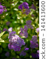 Abstract Bokeh Purple Flowers Dreamy Nature Background Vertical Photo 141413600