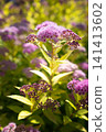 Purple Spirea Flowers Green Leaves Sunlight Nature Vertical Photo 141413602