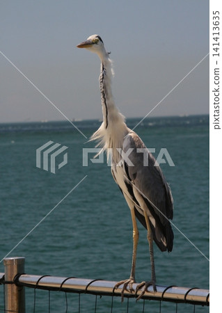 A majestic gray heron. A majestic gray heron. 141413635