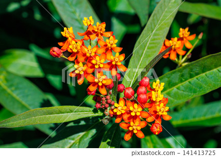 A close-up of milkweed flowers blooming brightly in an early summer garden. A close-up of milkweed flowers blooming brightly in an early summer garden. 141413725