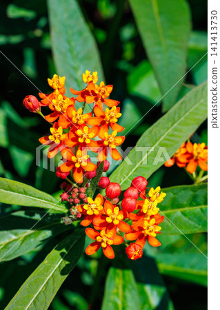 A close-up of milkweed flowers blooming brightly in an early summer garden. A close-up of milkweed flowers blooming brightly in an early summer garden. 141413730