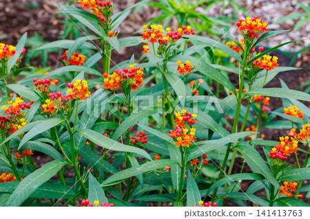Milkweed flowers blooming brightly in the early summer garden. Milkweed flowers blooming brightly in the early summer garden. 141413763