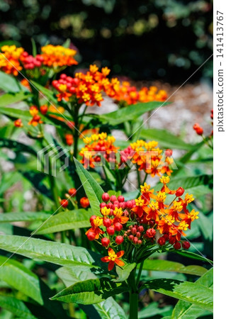 Milkweed flowers blooming brightly in the early summer garden. Milkweed flowers blooming brightly in the early summer garden. 141413767