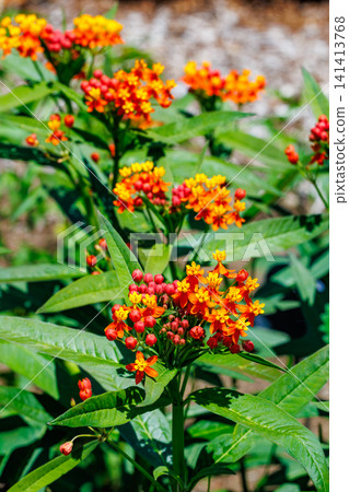 Milkweed flowers blooming brightly in the early summer garden. Milkweed flowers blooming brightly in the early summer garden. 141413768