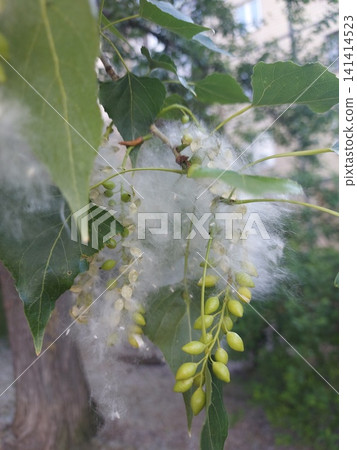 Poplar. Poplar fluff. Bunches of poplar seeds and fluff fit tightly to each other on the branches of the tree. Poplar. Poplar fluff. Bunches of poplar seeds and fluff fit tightly to each other on the branches of the tree. 141414523