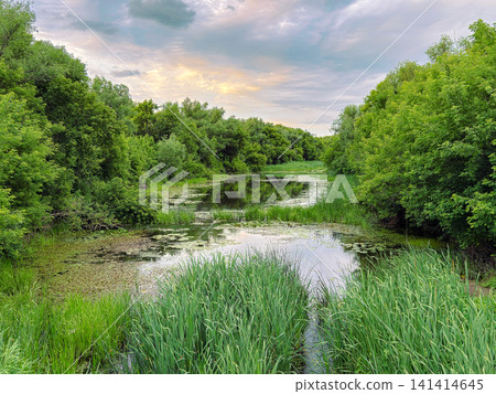 Scenic Wetland Landscape with Lush Green Forest, Freshwater Marsh and Dramatic Sky, Environmental Conservation Concept Scenic Wetland Landscape with Lush Green Forest, Freshwater Marsh and Dramatic Sky, Environmental Conservation Concept 141414645