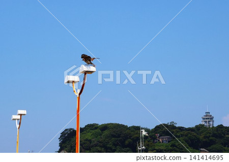 江之島的風箏(神奈川縣藤澤市江之島1丁目) 江之島的風箏(神奈川縣藤澤市江之島1丁目) 141414695