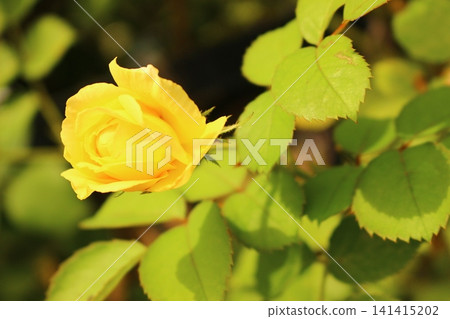 The roses bloomed vividly, softly. The roses bloomed vividly, softly. 141415202