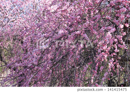Plum blossoms telling the spring Plum blossoms telling the spring 141415475