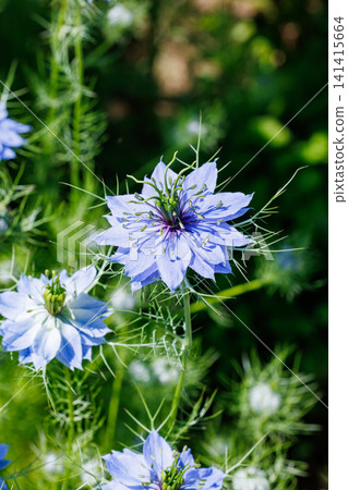 Beautiful blue nigella flowers blooming in the garden, shining in the sunlight. Beautiful blue nigella flowers blooming in the garden, shining in the sunlight. 141415664