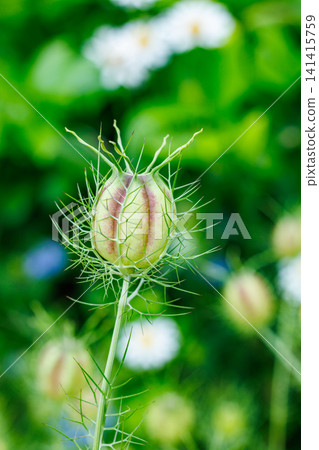 Close up of strangely shaped seeds of Nigella in the garden 141415759