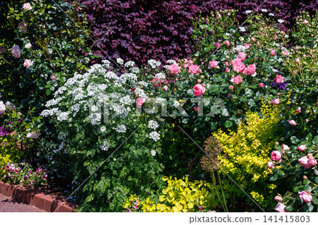 Orthia flowers blooming in the garden Orthia flowers blooming in the garden 141415803