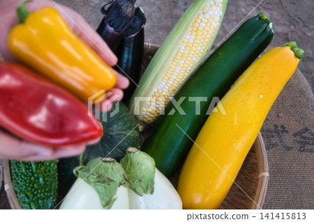 夏季蔬菜收穫 夏季蔬菜收穫 141415813