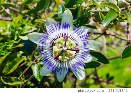 Passiflora flower blooming in a summer garden Passiflora flower blooming in a summer garden 141415841