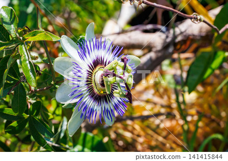 Passiflora flower blooming in a summer garden Passiflora flower blooming in a summer garden 141415844