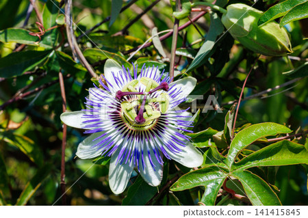 Passiflora flower blooming in a summer garden Passiflora flower blooming in a summer garden 141415845
