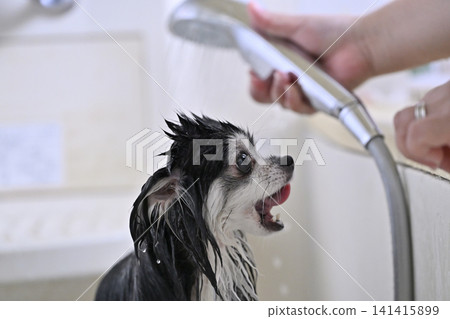 My dog loves shower massages; water play, microbubble/nanobubble shower, Chihuahua My dog loves shower massages; water play, microbubble/nanobubble shower, Chihuahua 141415899