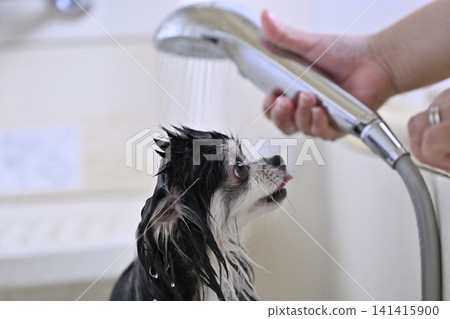 My dog loves shower massages; water play, microbubble/nanobubble shower, Chihuahua 141415900