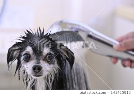 My dog loves shower massages; water play, microbubble/nanobubble shower, Chihuahua My dog loves shower massages; water play, microbubble/nanobubble shower, Chihuahua 141415913