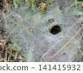 A close-up of a funnel web woven on green grass, covered with thousands of morning dew droplets. Showing the spider hole entrance, representing natural architecture and wildlife concepts. 141415932