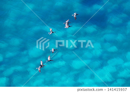 海鳥飛越北海道特里島清澈見底的海面：偏遠島嶼的自然風光。 141415937