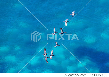 Seabirds flying over the crystal-clear waters of Teuri Island, Hokkaido: A natural landscape of a remote island. Seabirds flying over the crystal-clear waters of Teuri Island, Hokkaido: A natural landscape of a remote island. 141415938