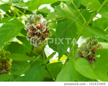 American phodo flower American phodo flower 141415949