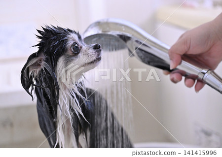 Dog shampoo: Microbubble/Nanobubble shower (Chihuahua) Dog shampoo: Microbubble/Nanobubble shower (Chihuahua) 141415996
