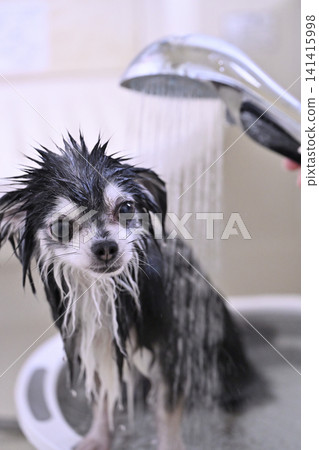 Dog shampoo: Microbubble/Nanobubble shower (Chihuahua) Dog shampoo: Microbubble/Nanobubble shower (Chihuahua) 141415998