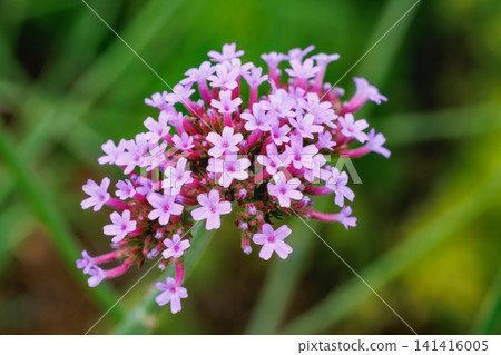 Verbena bonariensis flowers, which produce many pink blossoms. Verbena bonariensis flowers, which produce many pink blossoms. 141416005