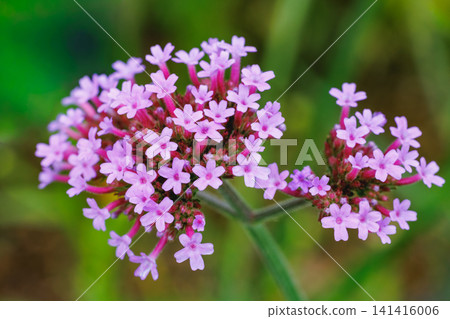 馬鞭草(Verbena bonariensis)的花朵,會開出許多粉紅色的花朵。 馬鞭草(Verbena bonariensis)的花朵,會開出許多粉紅色的花朵。 141416006