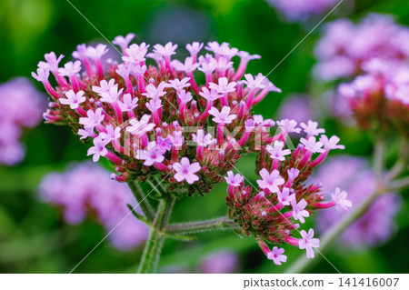 馬鞭草(Verbena bonariensis)的花朵,會開出許多粉紅色的花朵。 馬鞭草(Verbena bonariensis)的花朵,會開出許多粉紅色的花朵。 141416007