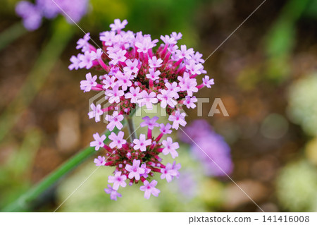 馬鞭草（Verbena bonariensis）的花朵，會開出許多粉紅色的花朵。 141416008