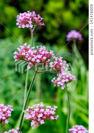 馬鞭草(Verbena bonariensis)的花朵,會開出許多粉紅色的花朵。 馬鞭草(Verbena bonariensis)的花朵,會開出許多粉紅色的花朵。 141416009