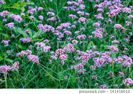馬鞭草(Verbena bonariensis)的花朵,會開出許多粉紅色的花朵。 馬鞭草(Verbena bonariensis)的花朵,會開出許多粉紅色的花朵。 141416010