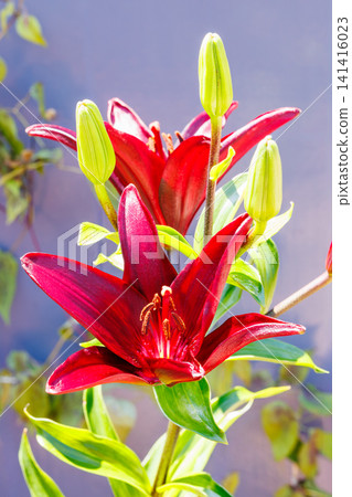 A close-up of a beautiful red lily flower blooming in a summer garden. A close-up of a beautiful red lily flower blooming in a summer garden. 141416023